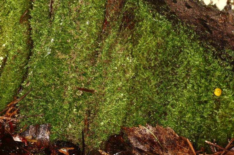 Pseudotaxiphyllum elegans